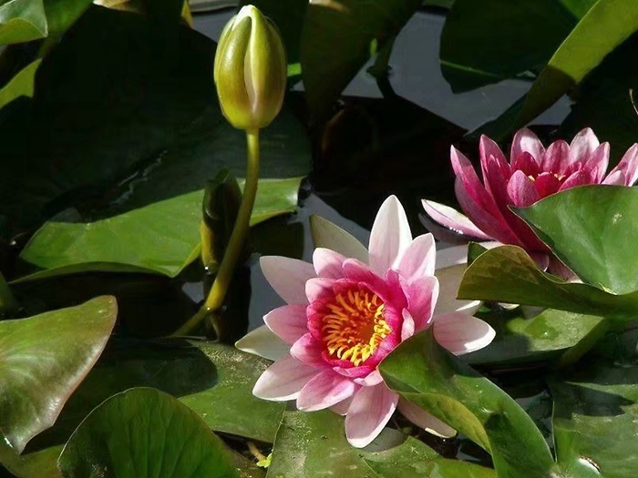 盆栽睡莲